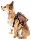 Pet Life Dog Backpack